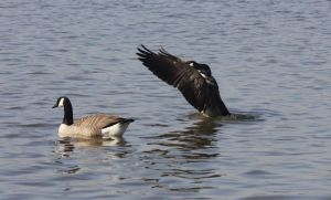 Canada Geese playing boo.